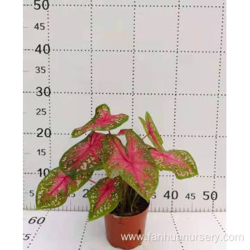 caladium nixia for sale